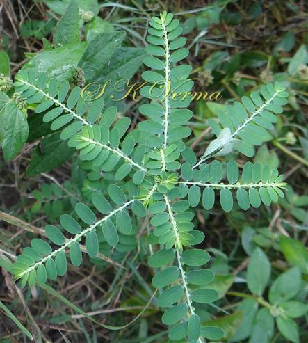  Plant with Phyllanthoid branching